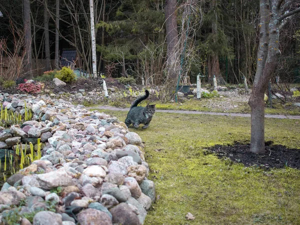 Katten Leker Trädgården Sommaren — Stockfoto