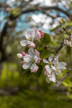 Spring apple blossoms against a blue sky