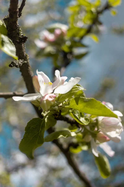 Maçã Primavera Floresce Contra Céu Azul — Fotografia de Stock