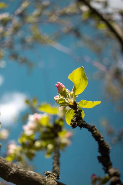 Maçã Primavera Floresce Contra Céu Azul — Fotografia de Stock