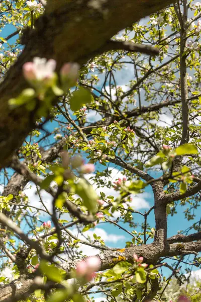 Pommes Printemps Fleurit Contre Ciel Bleu — Photo