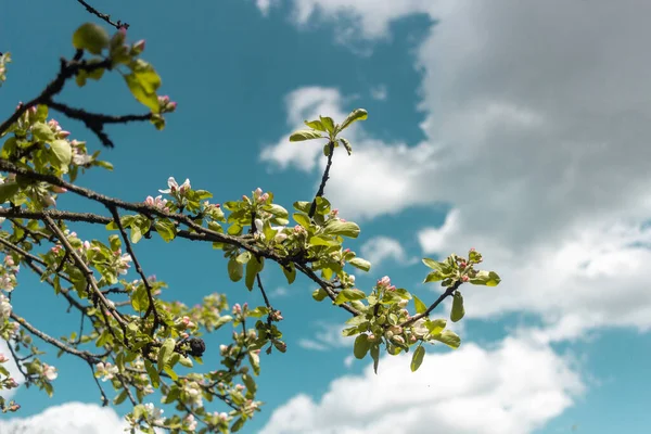Spring Apple Blossoms Blue Sky — Stock Photo, Image