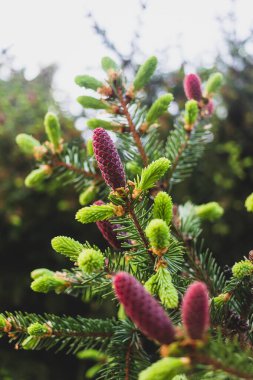 Spring blossoms with young red cones against the blue sky