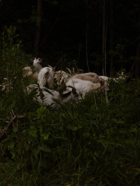 Beyaz keçiler yazın ormanda otluyor.