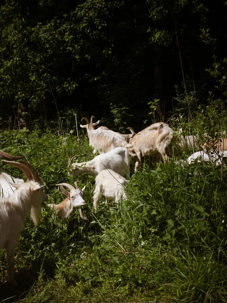 夏天在森林里放牧的白山羊 — 图库照片