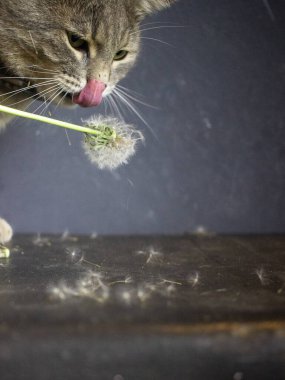 Gri kedi siyah bir bavulun üzerinde yatıyor.