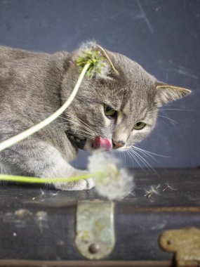 Gri kedi siyah bir bavulun üzerinde yatıyor.
