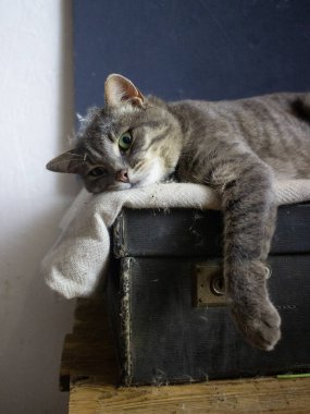 Gri kedi siyah bir bavulun üzerinde yatıyor.