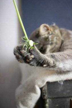 Gri kedi siyah bir bavulun üzerinde yatıyor.