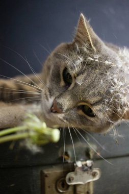 Gri kedi siyah bir bavulun üzerinde yatıyor.