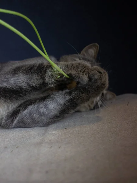 Gato Cinza Está Uma Mala Vintage Preta — Fotografia de Stock