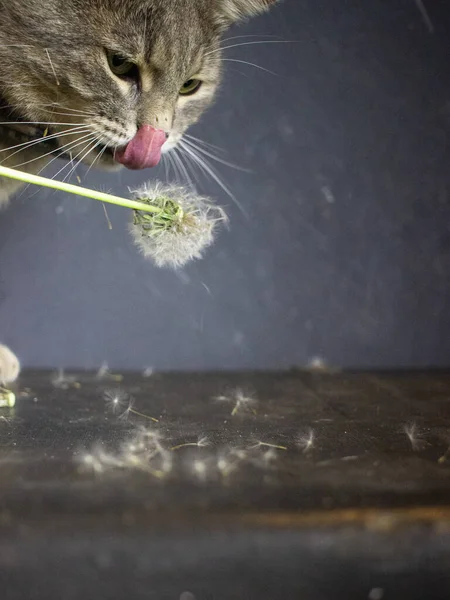 Gri kedi siyah bir bavulun üzerinde yatıyor.