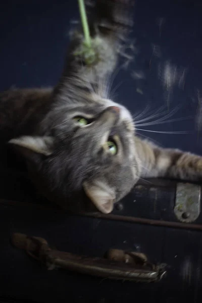 Šedá Kočka Leží Černém Vinobraní Kufru — Stock fotografie