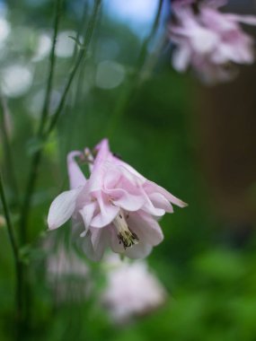 Bahçede çiçek açan yaz çiçekleri ve bitkileri