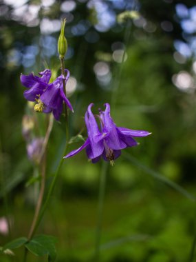 Bahçede çiçek açan yaz çiçekleri ve bitkileri