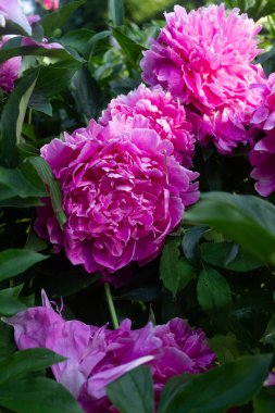 Parlak pembe şakayıklar yaz bahçesinde yetişir. 