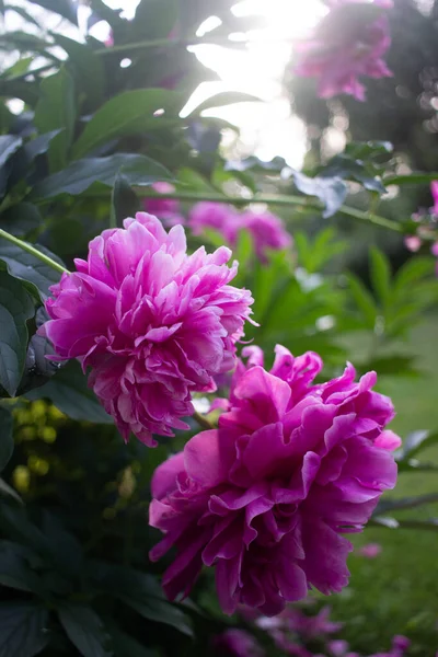 Bright Pink Peonies Grow Summer Garden — Stock Photo, Image