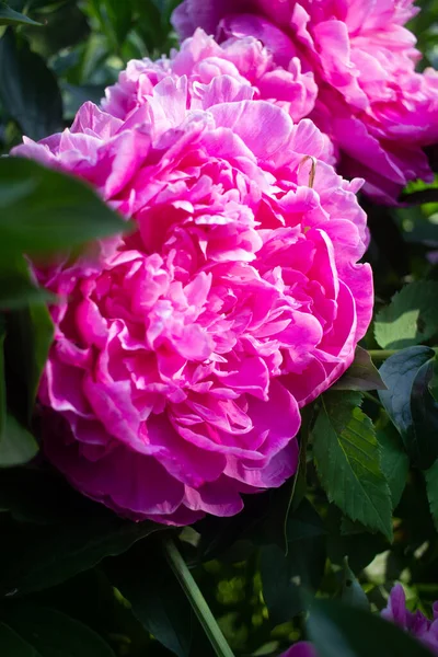 Bright Pink Peonies Grow Summer Garden — Stock Photo, Image