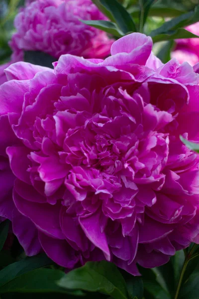 Bright Pink Peonies Grow Summer Garden — Stock Photo, Image