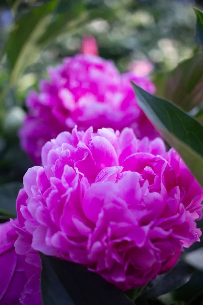 Bright Pink Peonies Grow Summer Garden — Stock Photo, Image