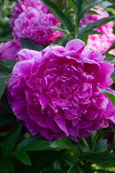 Bright Pink Peonies Grow Summer Garden — Stock Photo, Image