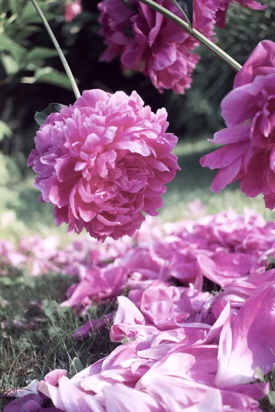 Bright Pink Peonies Grow Summer Garden — Stock Photo, Image