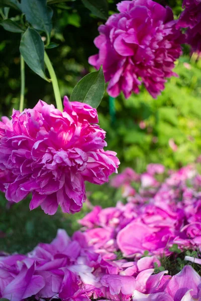Leuchtend Rosa Pfingstrosen Wachsen Sommergarten — Stockfoto