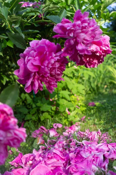 Bright Pink Peonies Grow Summer Garden — Stock Photo, Image