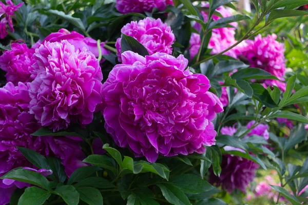 Bright Pink Peonies Grow Summer Garden — Stock Photo, Image