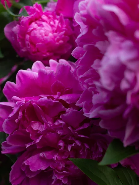 Bright Pink Peonies Grow Summer Garden — Stock Photo, Image