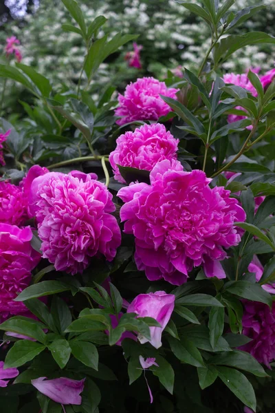 Bright Pink Peonies Grow Summer Garden — Stock Photo, Image