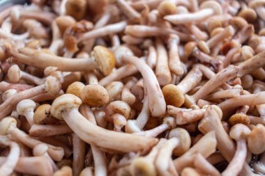 Masanın üzerinde farklı türde yabani mantarlar uzanıyor.