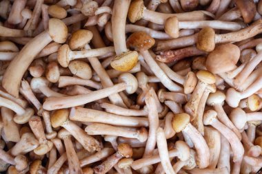 Masanın üzerinde farklı türde yabani mantarlar uzanıyor.