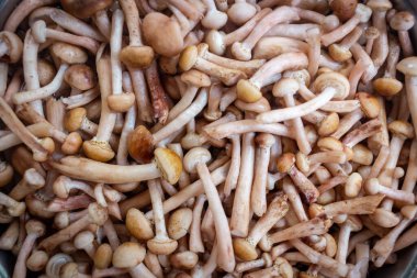 Masanın üzerinde farklı türde yabani mantarlar uzanıyor.