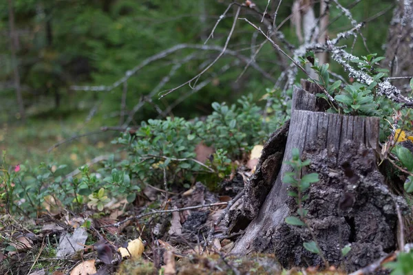 Podzim Zátiší Oranžové Dýně Tmavém Pozadí Halloween — Stock fotografie