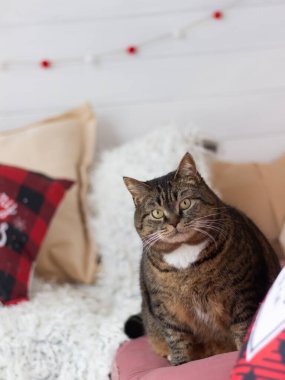 Kedilerle dolu bir yeni yıl.