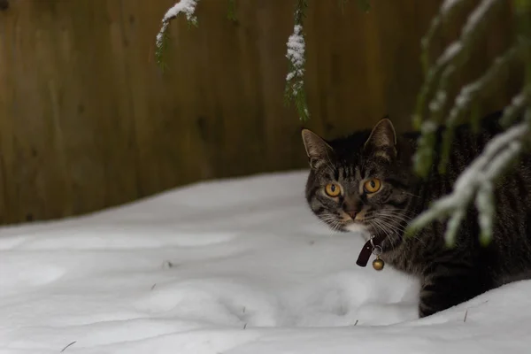 Nyår Fortfarande Livet Med Katter — Stockfoto