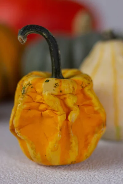 Bodegón Otoño Con Calabazas Naranjas Sobre Fondo Oscuro Halloween —  Fotos de Stock