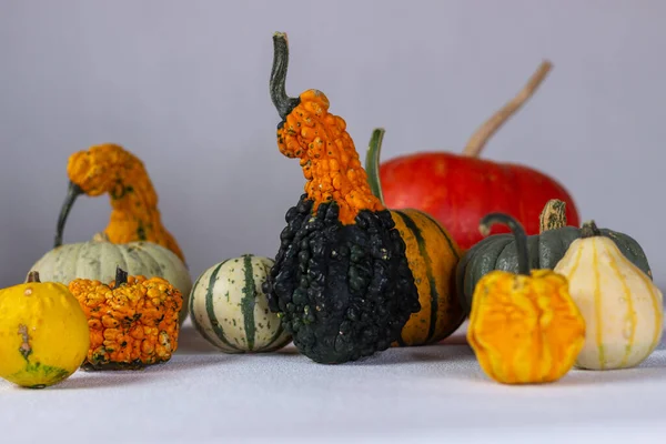 Őszi Csendélet Narancs Sütőtök Sötét Háttér Halloween — Stock Fotó