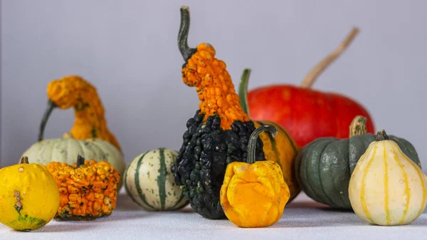 Bodegón Otoño Con Calabazas Naranjas Sobre Fondo Oscuro Halloween —  Fotos de Stock