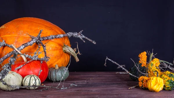 Bodegón Otoño Con Calabazas Naranjas Sobre Fondo Oscuro Halloween —  Fotos de Stock