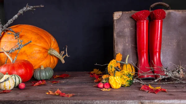 Bodegón Otoño Con Calabazas Naranjas Sobre Fondo Oscuro Halloween —  Fotos de Stock