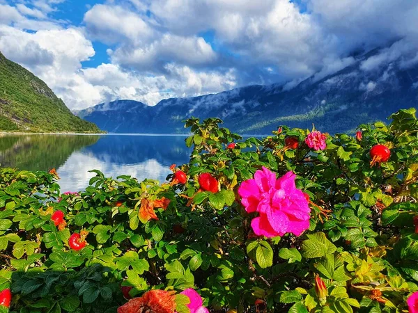 Flores Vermelhas Contra Céu Montanhas Fiorde Eidfjord Fotos De Bancos De Imagens Sem Royalties