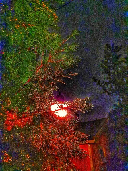 Karanlıkta bir ağaçta parlayan lamba.