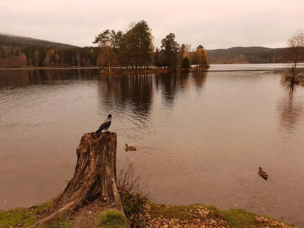 Paisaje Con Pájaro Pie Sobre Tronco Árbol Sognsvann —  Fotos de Stock