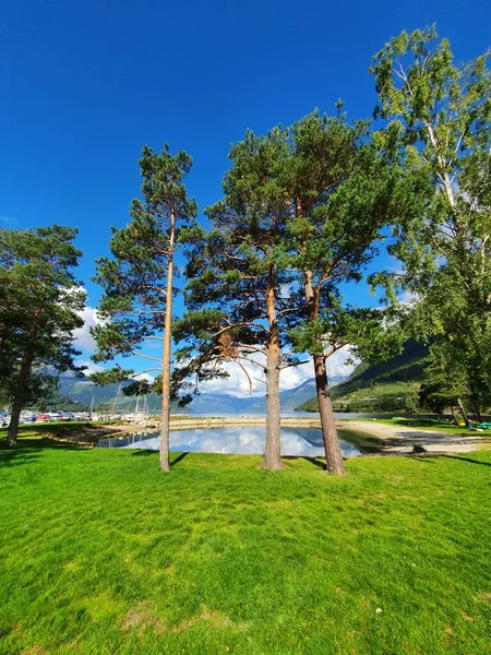 Hoge Bomen Tegen Blauwe Lucht Kinsarvik — Stockfoto