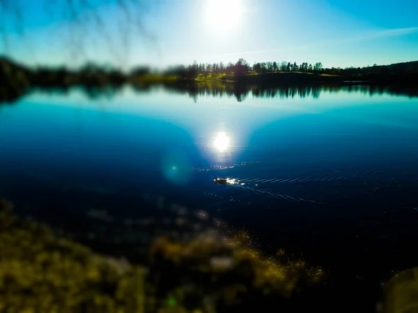 Canard Nageant Dans Eau Bleue Lac Bogstad Grd — Photo