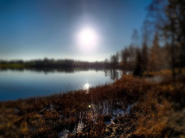 Plantes Aquatiques Sur Rive Lac Bogstad Grd — Photo