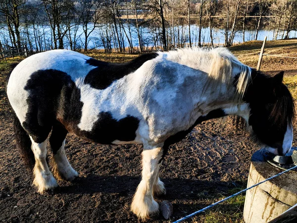 Cheval Noir Blanc Eau Potable Bogstad Grd — Photo