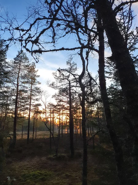 silhouettes of tall trees in the forest - Vettakollen